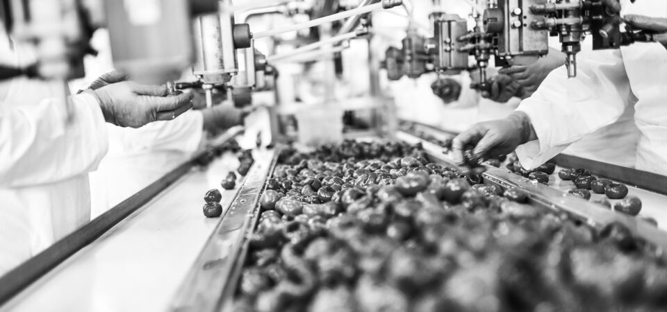 SINGLE-IMAGE_fruit-on-production-line_nov23