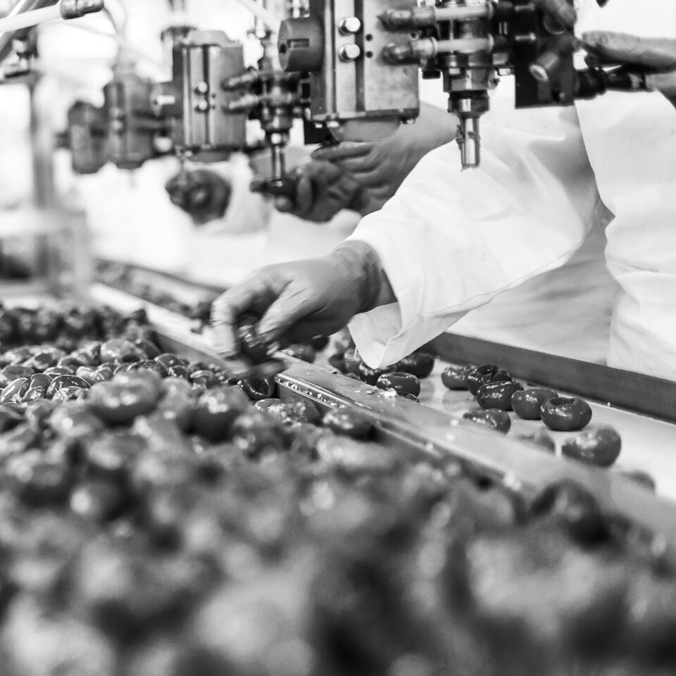 SINGLE-IMAGE_fruit-on-production-line_nov23