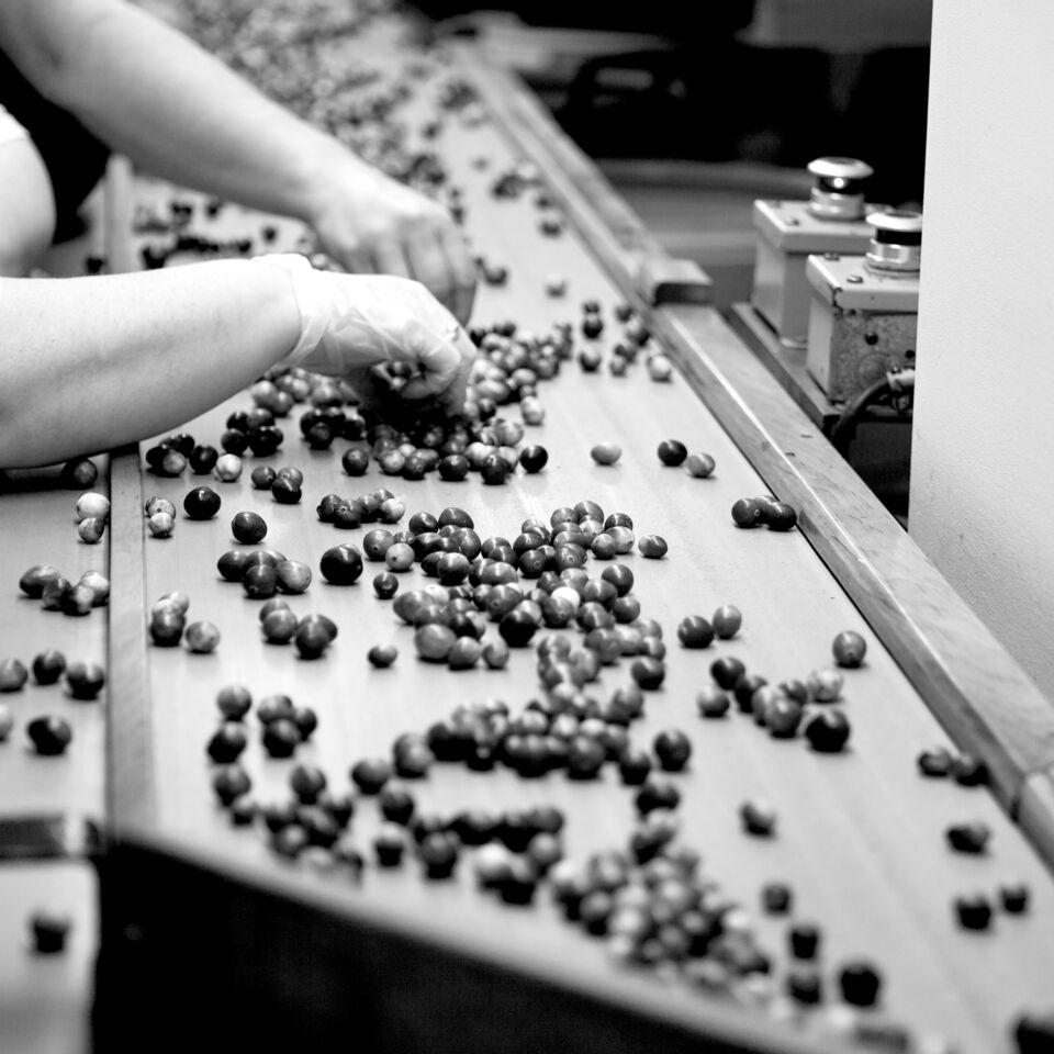SINGLE-IMAGE_fruit-being-sorted-on-conveyor_nov23